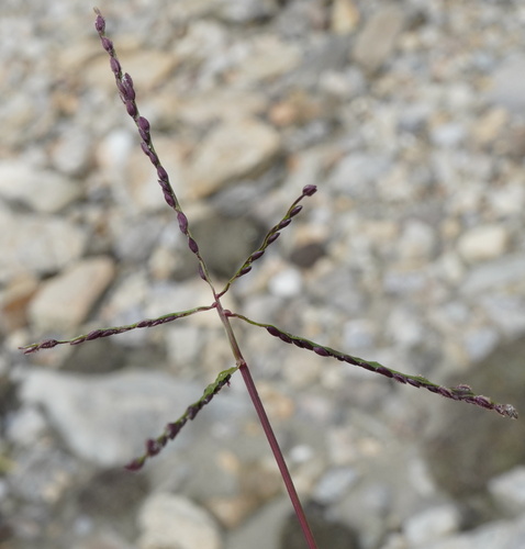 Digitaria ischaemum iNat (1)