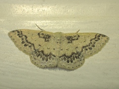 Idaea pseliota