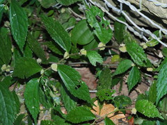 Elatostema cyrtandrifolium