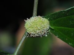Elatostema cyrtandrifolium