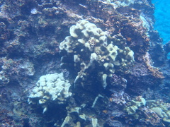Porites lobata