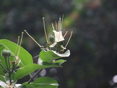 Capparis lucida
