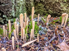 Clavariadelphus sachalinensis