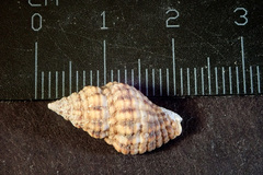 Aplus dorbignyi