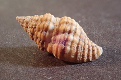 Aplus dorbignyi