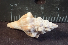 Tarantinaea lignaria