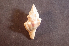 Tarantinaea lignaria