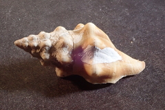 Tarantinaea lignaria