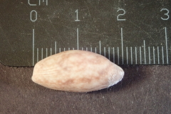 Bulla striata