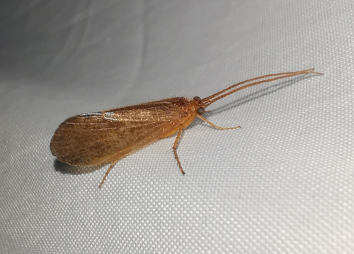 Ironoquia punctatissima