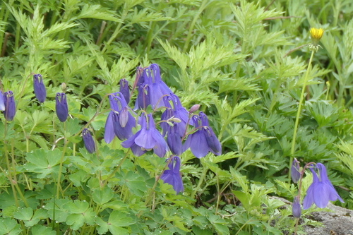 Aquilegia flabellata iNat (3)