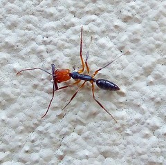 Odontomachus erythrocephalus