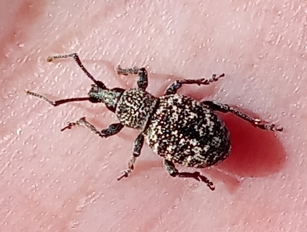 Otiorhynchus chrysostictus