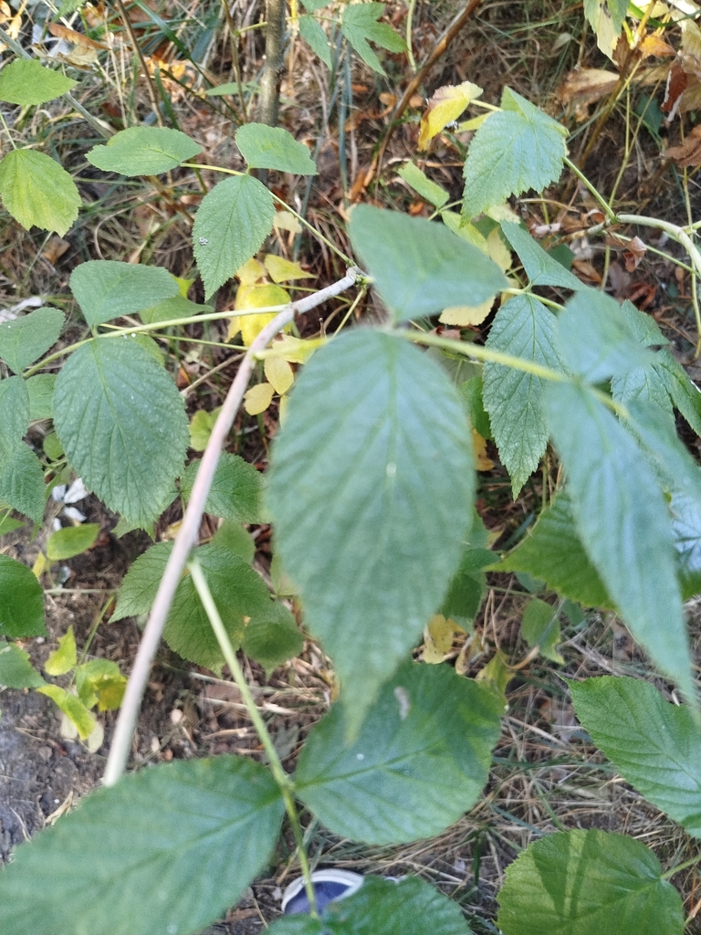 Rubus idaeus
