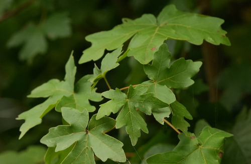 Field maple