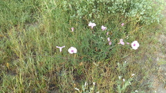 Ipomoea platensis