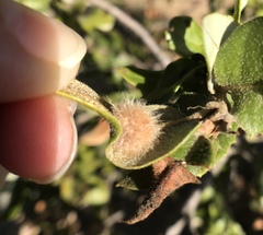 Disholandricus lasius