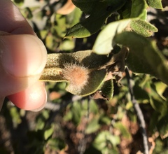 Disholandricus lasius