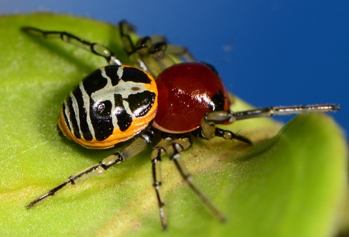 Ladybird Crab Spider