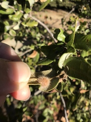 Disholandricus lasius