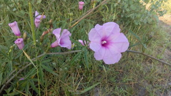 Ipomoea platensis