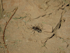 Cicindela tranquebarica diffracta