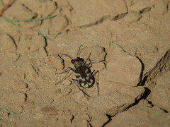 Cicindela tranquebarica diffracta