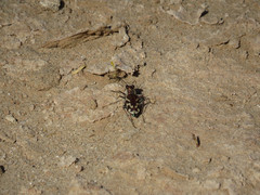 Cicindela tranquebarica diffracta