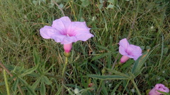 Ipomoea platensis