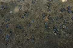 Patelloida latistrigata