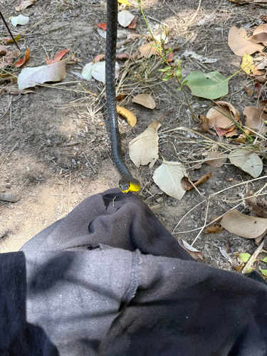 Common Tree Snake sighting