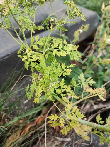 Conium maculatum iNat (3)