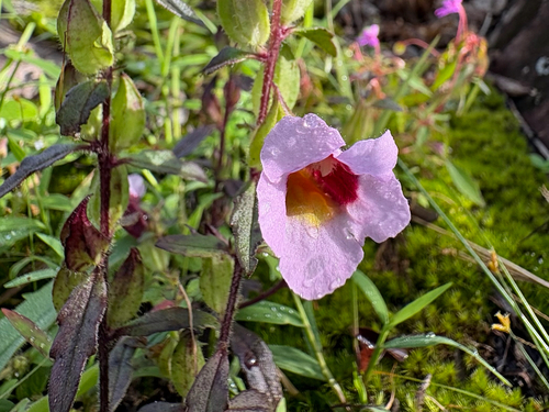 Centranthera siamensis (Centranthera siamensis)
