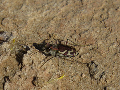 Cicindela tranquebarica diffracta