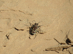 Cicindela tranquebarica diffracta