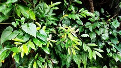 Itea parviflora, photograph (c) 四角銅鑼, some rights reserved (CC BY)