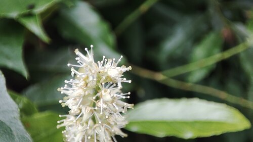 Itea parviflora, photograph 6