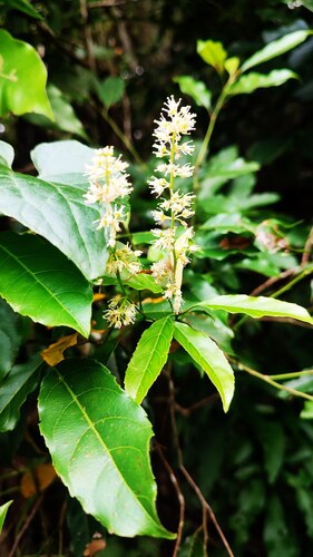 Itea parviflora, photograph 5