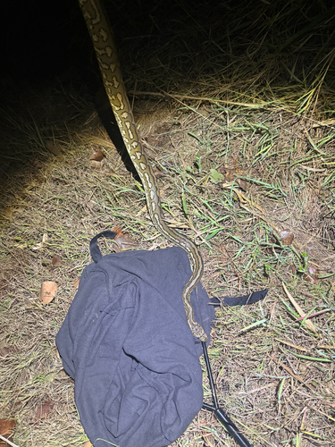 Coastal Carpet Python sighting