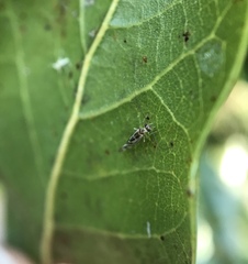 Graphopsocus