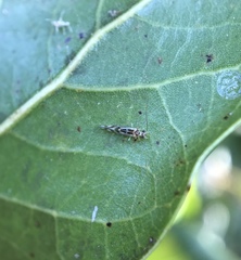 Graphopsocus