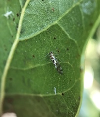 Graphopsocus