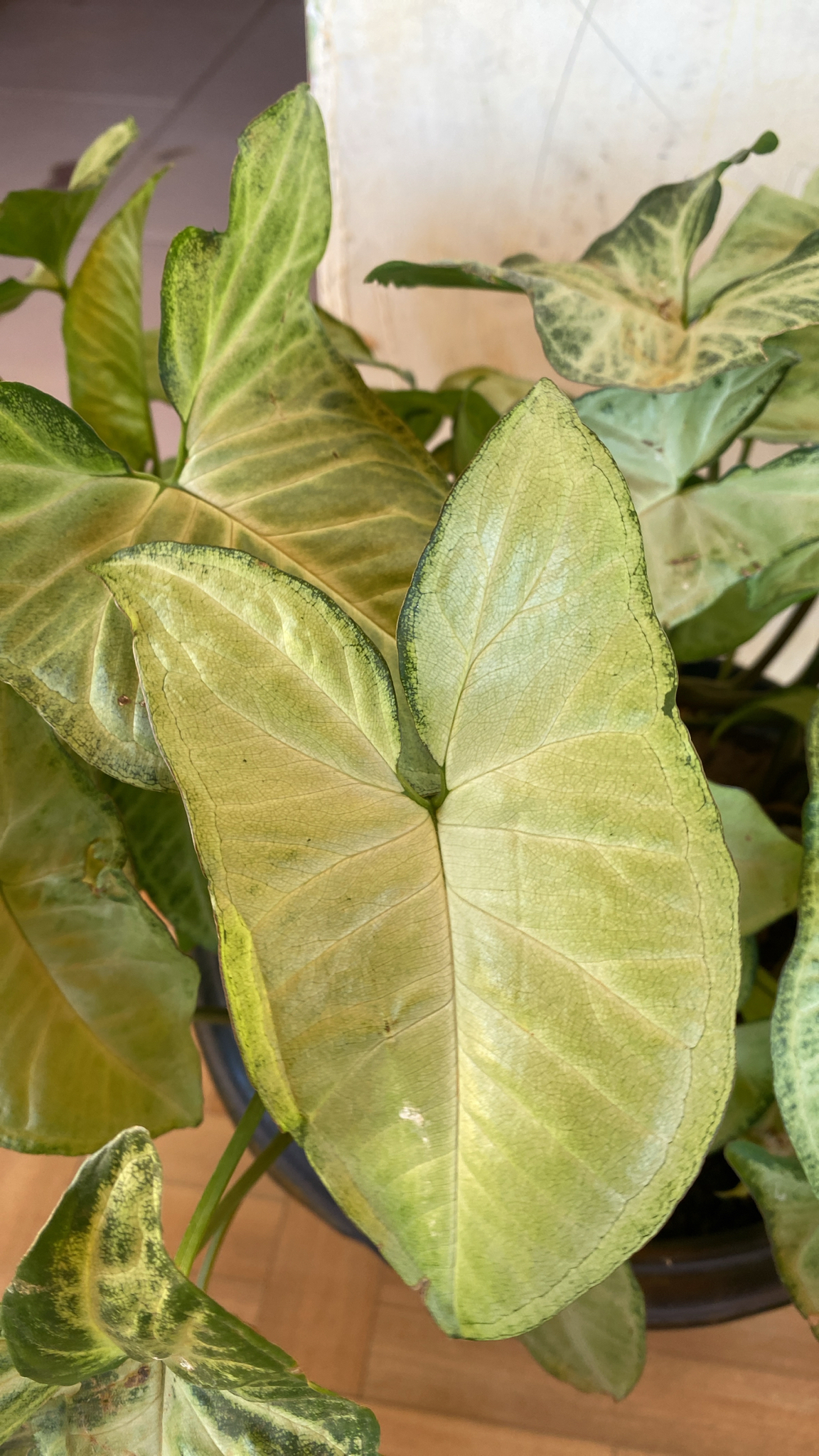 Syngonium podophyllum