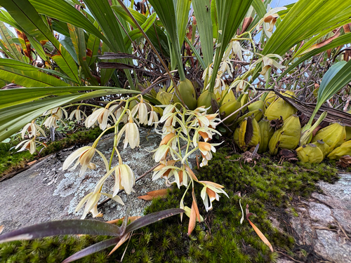 Coelogyne trinervis, photograph 3