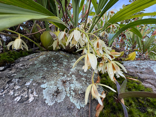 Coelogyne trinervis, photograph 4