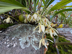 Coelogyne trinervis, photograph (c) athiwu, some rights reserved (CC BY-SA)