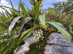 Coelogyne trinervis, photograph (c) athiwu, some rights reserved (CC BY-SA)