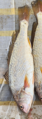 Yellow drum (Nibea albiflora) — Sciaenidae — 5