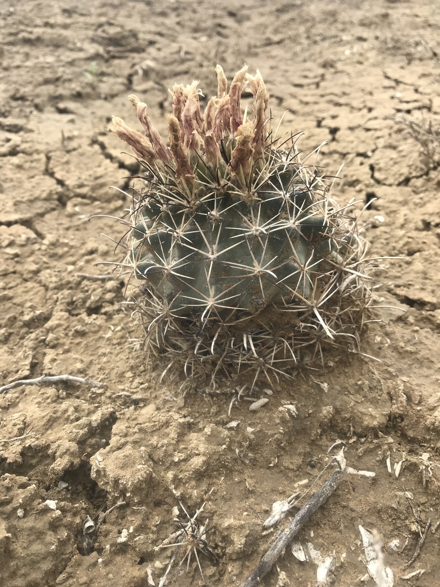 Sclerocactus wrightiae - Wikipedia