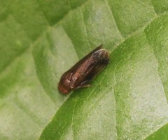 Kanozata contermina
